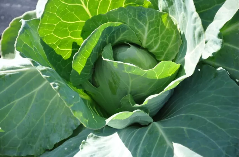 En la gastronomía, la col es un ingrediente muy utilizado en una amplia variedad de platos.