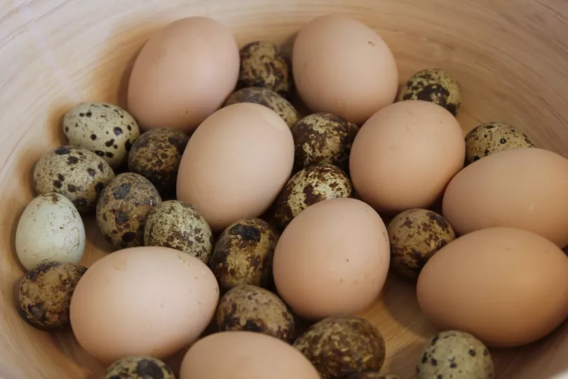  Existen múltiples y variados tipos, pero sin dudas, los más requeridos son el huevo de gallina y el  de codorniz, este último con un gran poder nutritivo.