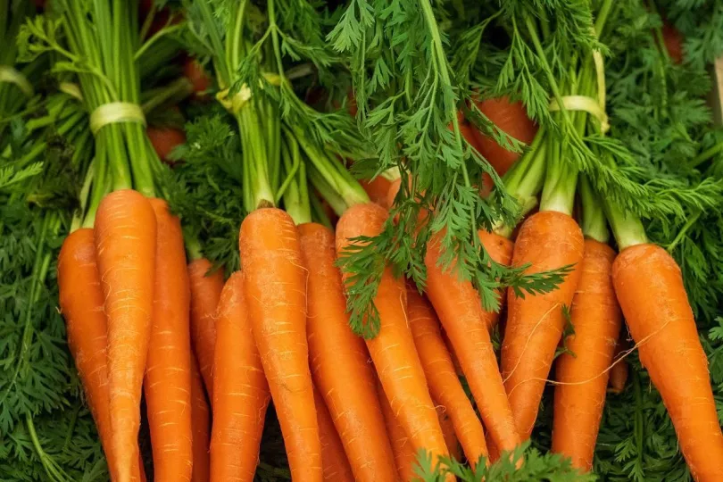Zanahorias, ricas para una dieta saludable 