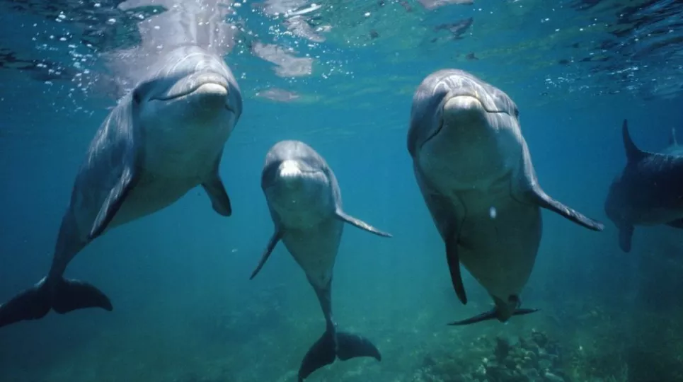 Delfines