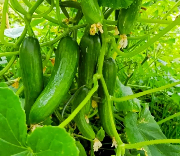 Cultivo del pepino