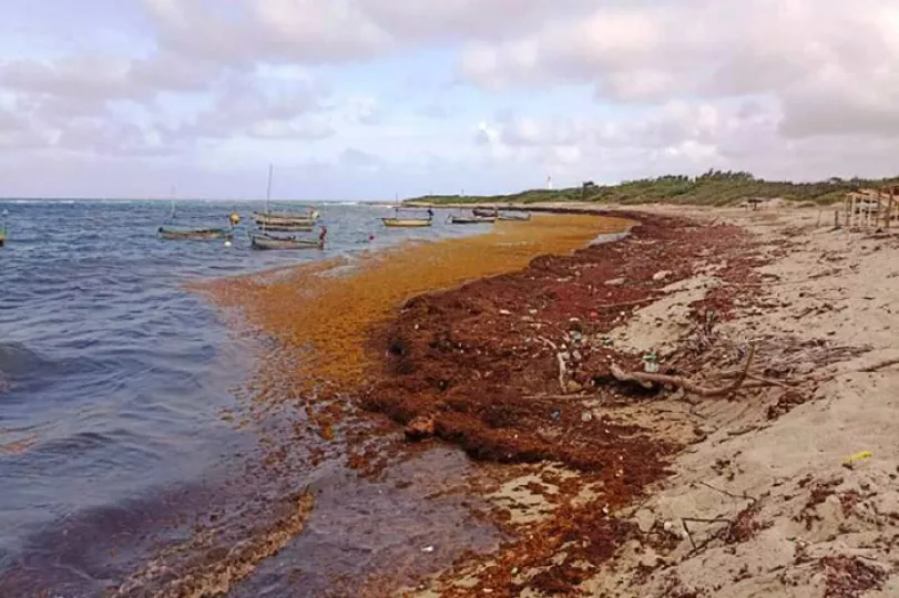 Alarma ante acumulación de sargazo en playas y costas de provincia cubana