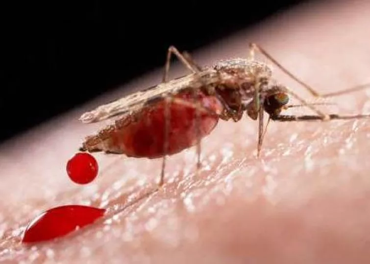 El dengue ha aumentado considerablemente en Cuba.
