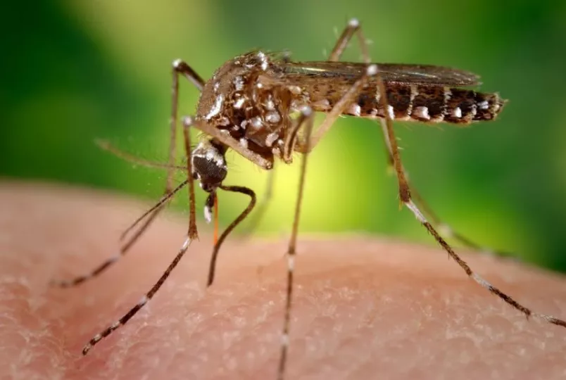 Mosquitos