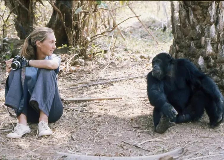 Jane Goodall