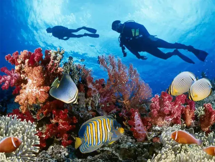 Acuario Nacional de Cuba inaugura centro de buceo con certificación internacional