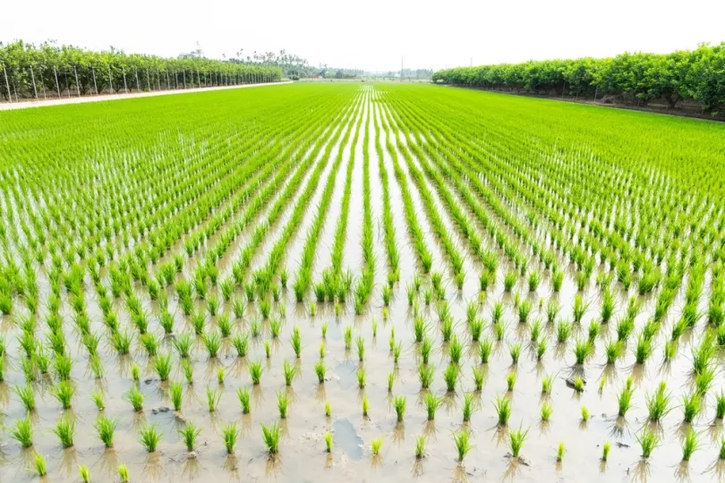 El Gobierno mexicano formalizó la asignación de casi 35 millones de dólares para ampliar en Cuba el programa agrícola "Sembrando Vida", enfocado en la producción de alimentos y el empleo rural.