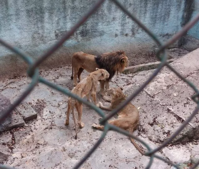 Leones visiblemente desnutridos dentro de las jaulas del zoológico Casino Campestre en Cuba.