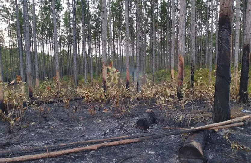Vista de un área afectada por un incendio forestal con densas columnas de humo en una zona natural.