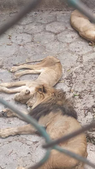 León en aparente estado de delgadez dentro de las instalaciones del zoológico