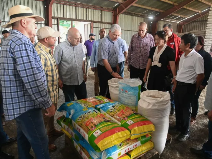 El presidente cubano Miguel Díaz-Canel durante su visita a los cultivos de arroz en Pinar del Río.