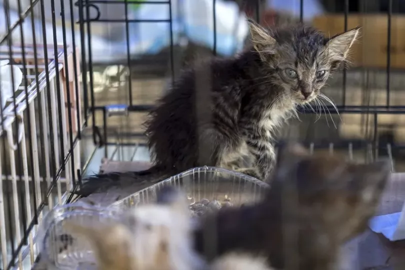 Mascotas rescatadas en un refugio de La Guaira tras los terremotos en Venezuela.
