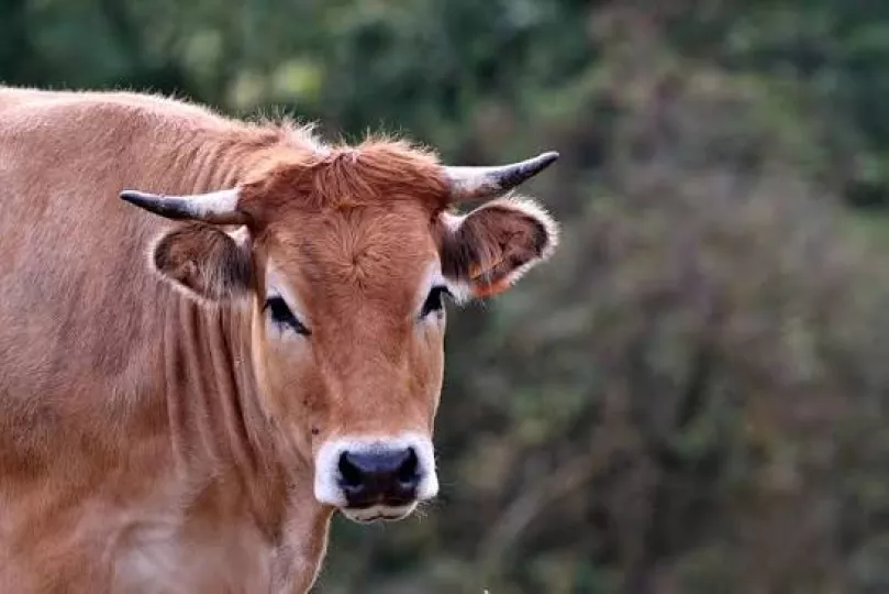 Venta de carne en Cuba: lo que cambia con la nueva normativa”