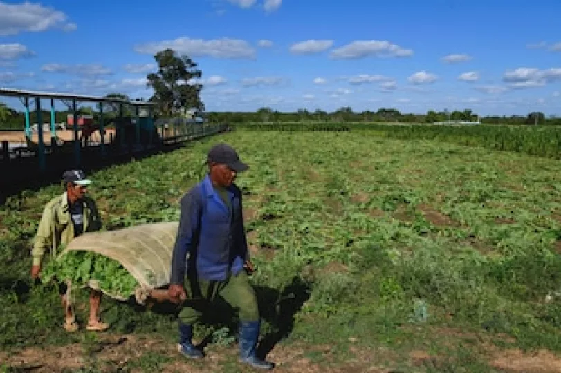 Campos de cultivo de tabaco en Cuba bajo condiciones de producción limitadas.