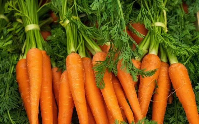 Zanahorias, ricas para una dieta saludable 