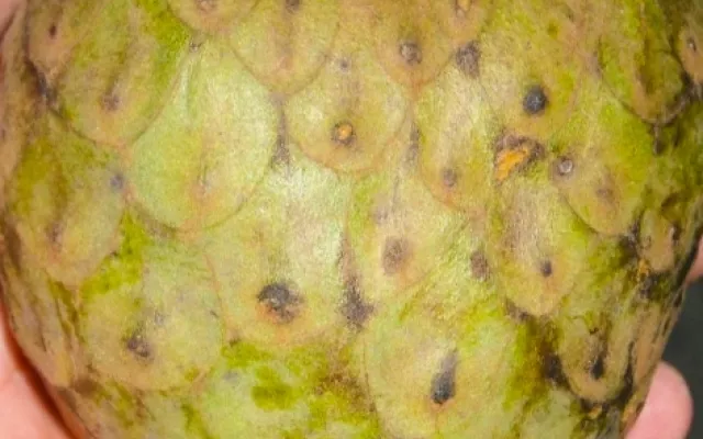 La chirimoya cubana