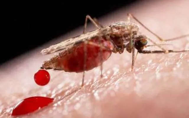 El dengue ha aumentado considerablemente en Cuba.