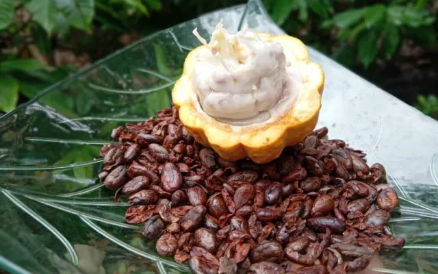 Baracocoa S.A.: nueva empresa mixta para impulsar el chocolate cubano