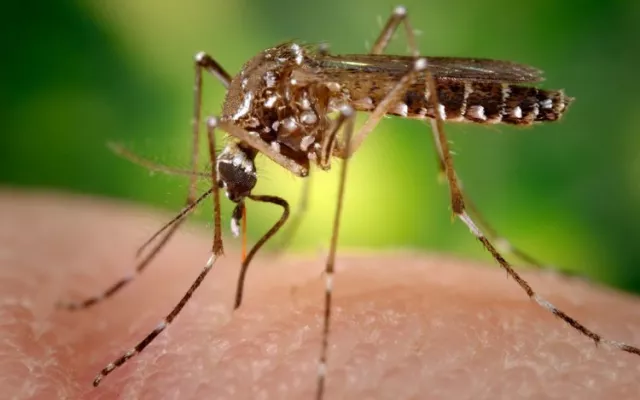 Mosquitos