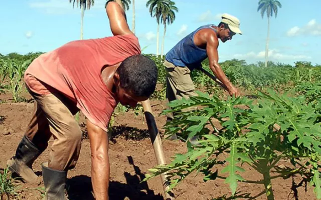Con la futura ley, pudieran ocurrir grandes cambios en el manejo de la tierra en Cuba.