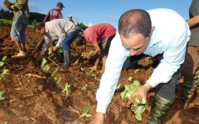 Trabajadores realizando labores de siembra de tabaco en un campo de Pinar del Río.